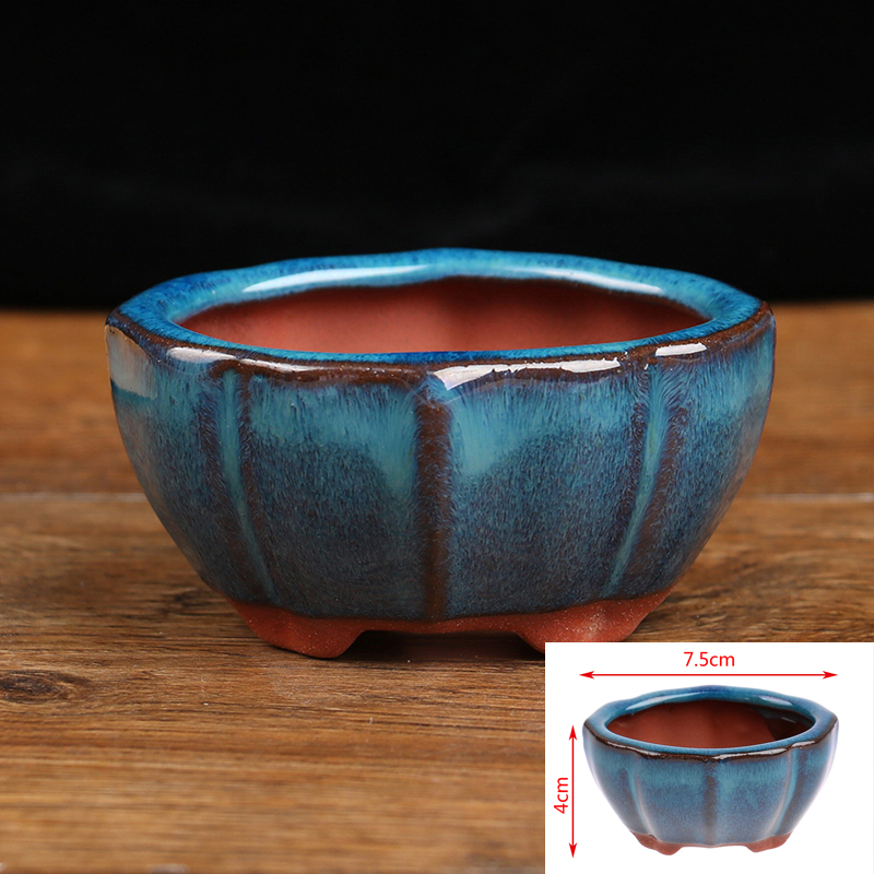 Echeveria Succulent - 1pcs Bonsai Mini Ceramic Flowerpot Succulent