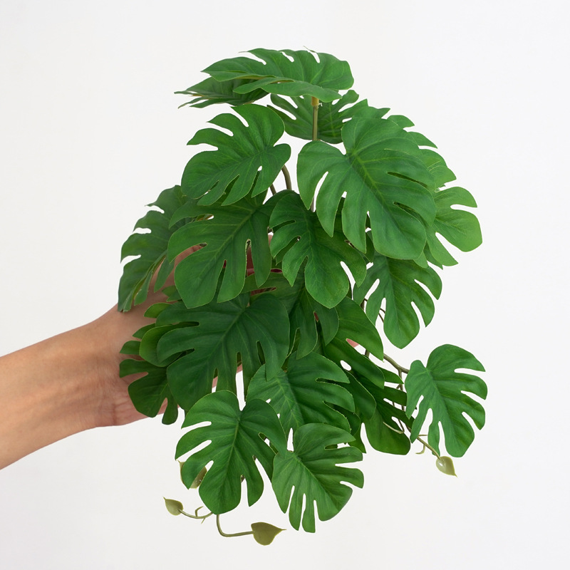 Reptile Plants for Terrarium A - Monstera Adansonii recension och pris