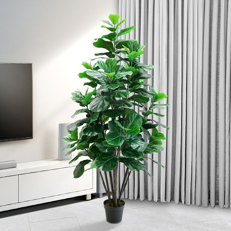 35-150cm Tropical Tree Large F - Ficus Lyrata Tree recension och pris