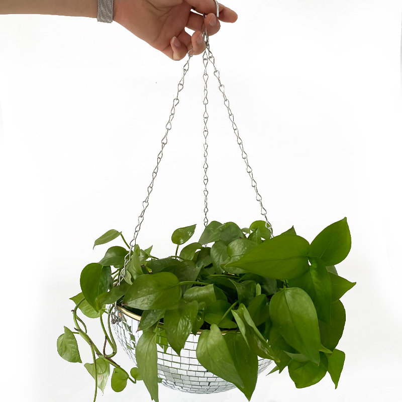 Disco Mirror Ball Hanging Flow - Echeveria Succulent recension och pris