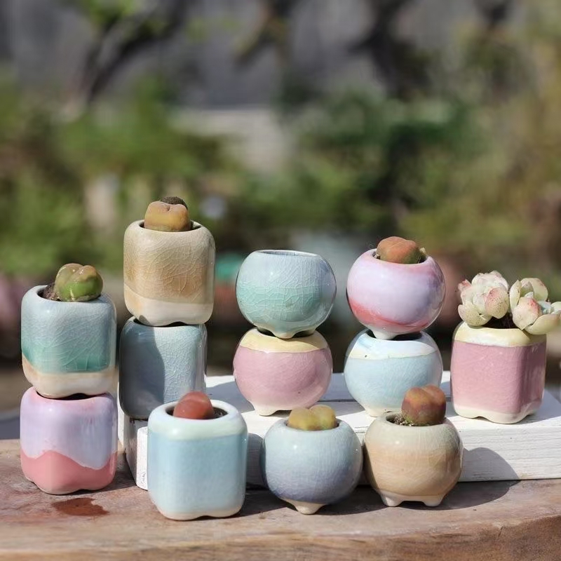 6Pcs Mini Flowerpot Succulents - Echeveria Succulent recension och pris